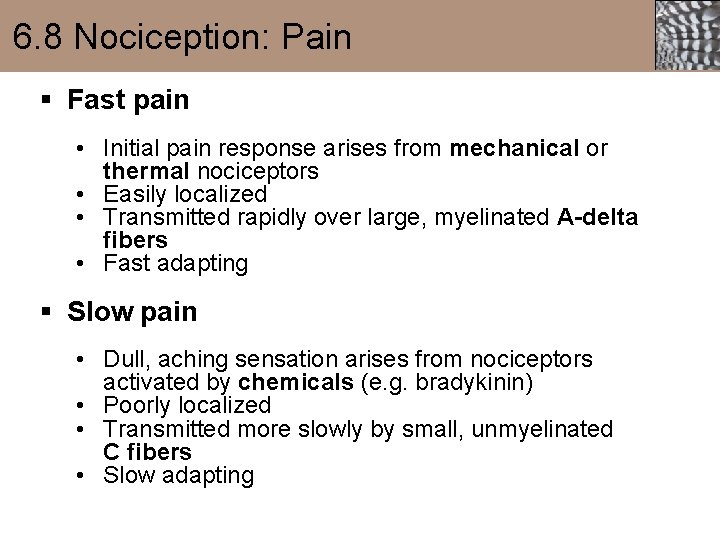 6. 8 Nociception: Pain § Fast pain • Initial pain response arises from mechanical