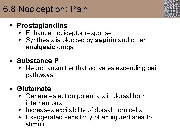 6. 8 Nociception: Pain § Prostaglandins • Enhance nociceptor response • Synthesis is blocked
