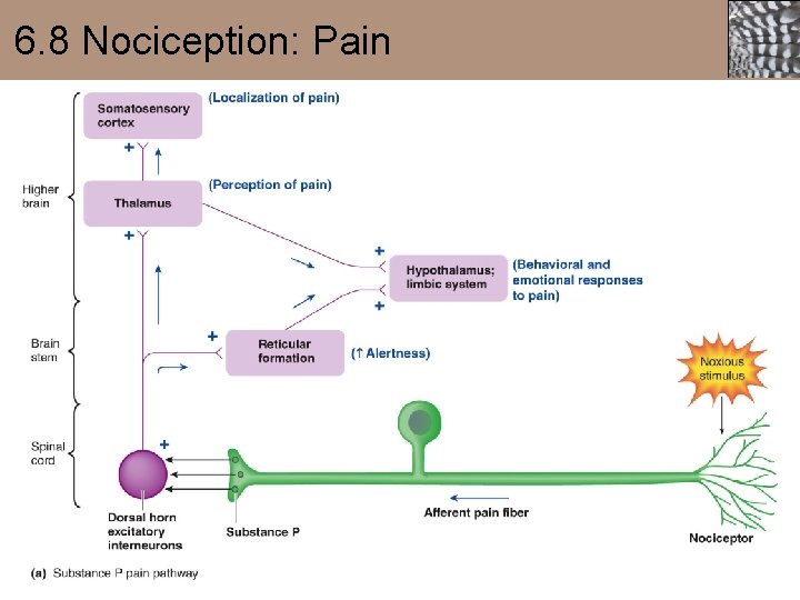 6. 8 Nociception: Pain 