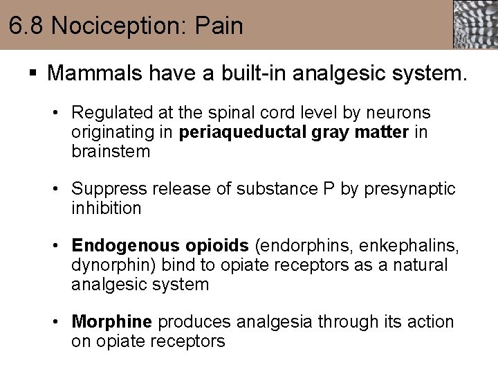 6. 8 Nociception: Pain § Mammals have a built-in analgesic system. • Regulated at