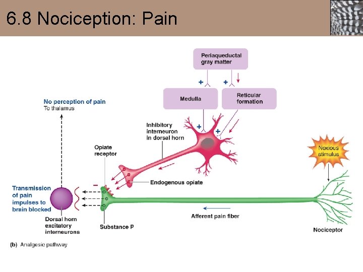 6. 8 Nociception: Pain 