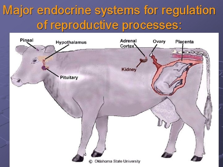 Major endocrine systems for regulation of reproductive processes: An-Najah University Dr. Hatem Atalla 1