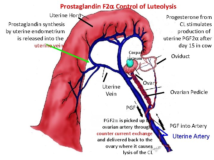 Prostaglandin F 2 a Control of Luteolysis Uterine Horn Prostaglandin synthesis by uterine endometrium