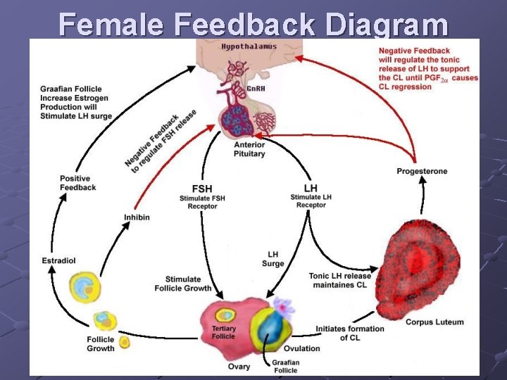 Female Feedback Diagram An-Najah University Dr. Hatem Atalla 3 