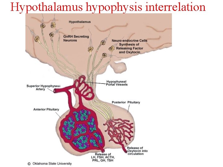 Hypothalamus hypophysis interrelation 