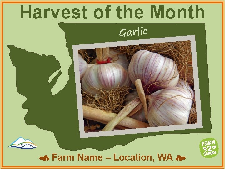 Harvest of the Month Garlic Farm Name – Location, WA 