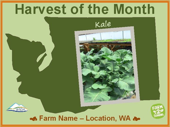 Harvest of the Month Kale Farm Name – Location, WA 