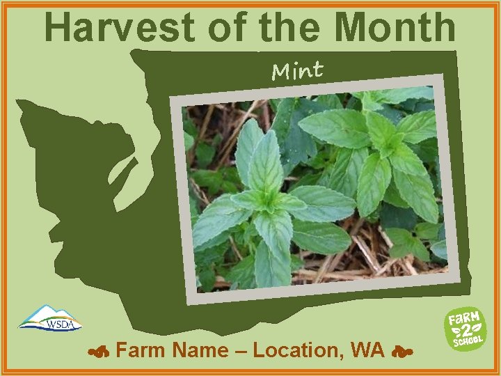 Harvest of the Month Mint Farm Name – Location, WA 