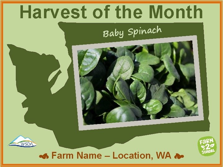 Harvest of the Month h Baby Spinac Farm Name – Location, WA 