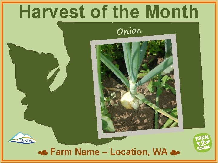 Harvest of the Month Onion Farm Name – Location, WA 