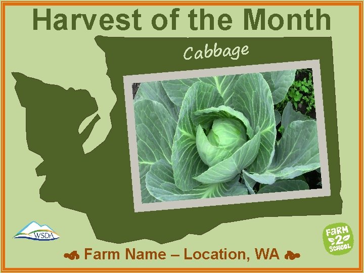 Harvest of the Month Cabbage Farm Name – Location, WA 