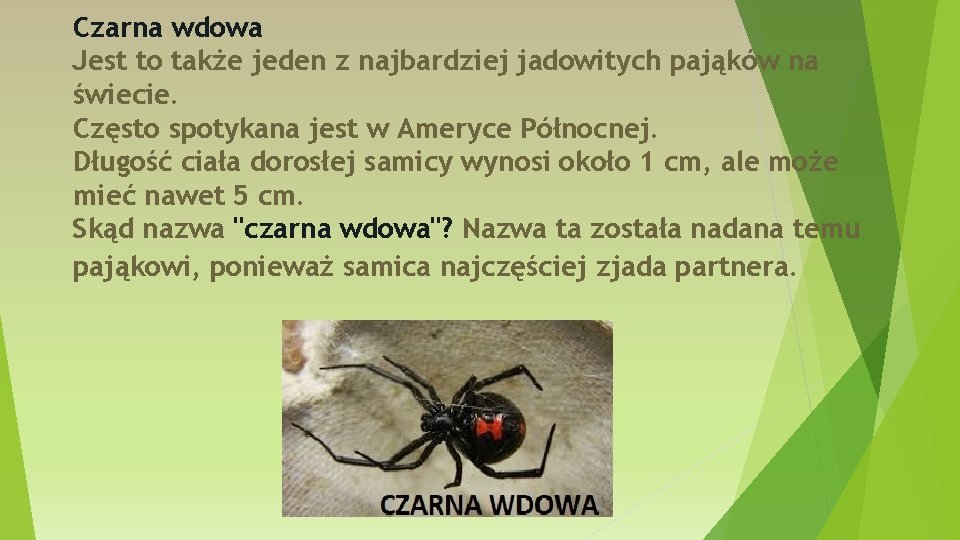 Czarna wdowa Jest to także jeden z najbardziej jadowitych pająków na świecie. Często spotykana