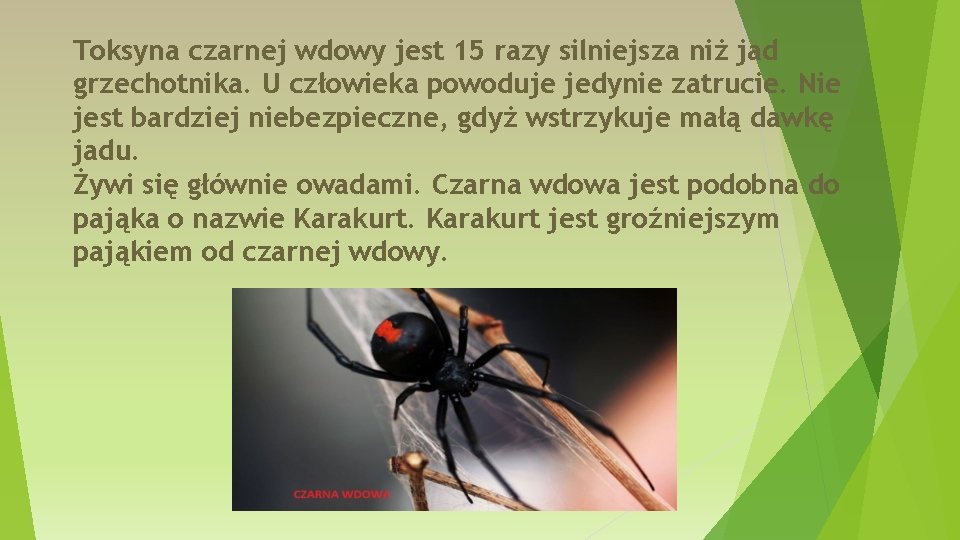 Toksyna czarnej wdowy jest 15 razy silniejsza niż jad grzechotnika. U człowieka powoduje jedynie