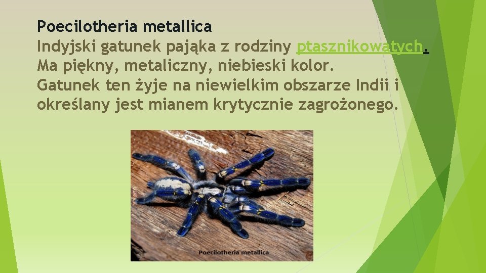 Poecilotheria metallica Indyjski gatunek pająka z rodziny ptasznikowatych. Ma piękny, metaliczny, niebieski kolor. Gatunek