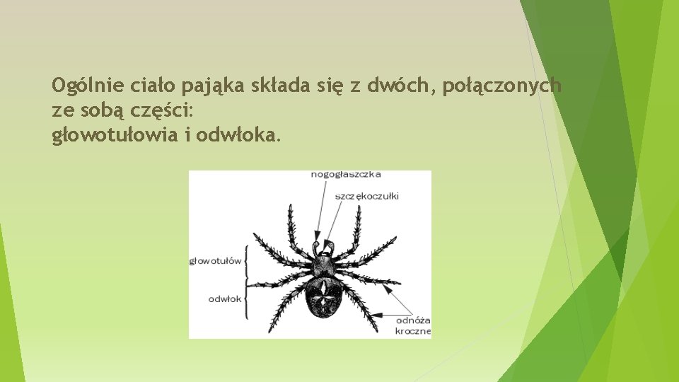 Ogólnie ciało pająka składa się z dwóch, połączonych ze sobą części: głowotułowia i odwłoka.