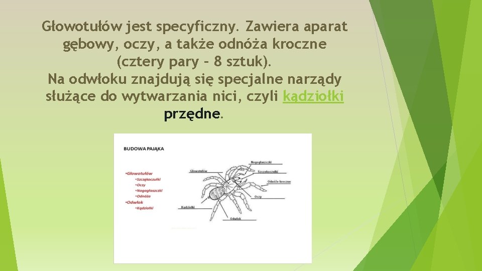 Głowotułów jest specyficzny. Zawiera aparat gębowy, oczy, a także odnóża kroczne (cztery pary –