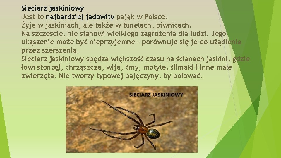 Sieciarz jaskiniowy Jest to najbardziej jadowity pająk w Polsce. Żyje w jaskiniach, ale także