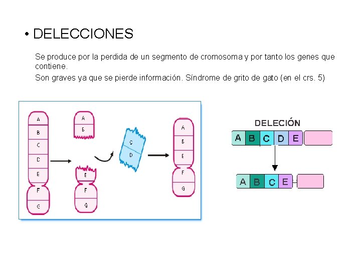  • DELECCIONES Se produce por la perdida de un segmento de cromosoma y