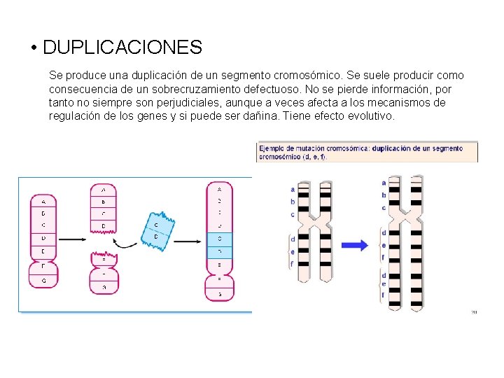 • DUPLICACIONES Se produce una duplicación de un segmento cromosómico. Se suele producir
