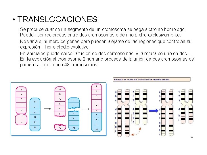  • TRANSLOCACIONES Se produce cuando un segmento de un cromosoma se pega a