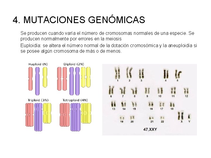 4. MUTACIONES GENÓMICAS Se producen cuando varía el número de cromosomas normales de una
