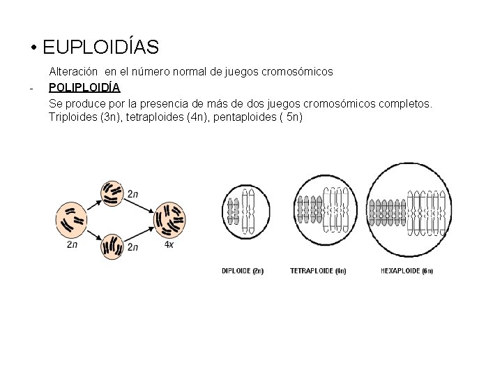  • EUPLOIDÍAS - Alteración en el número normal de juegos cromosómicos POLIPLOIDÍA Se