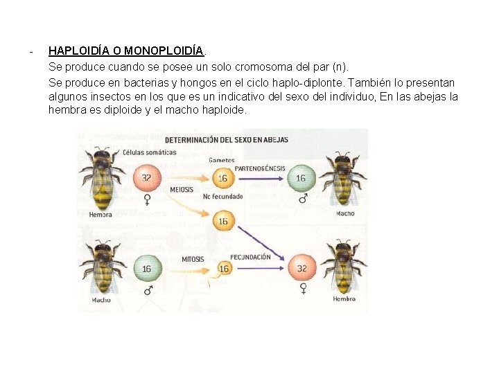 - HAPLOIDÍA O MONOPLOIDÍA. Se produce cuando se posee un solo cromosoma del par