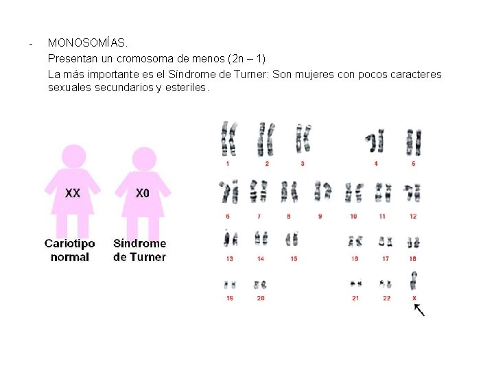 - MONOSOMÍAS. Presentan un cromosoma de menos (2 n – 1) La más importante