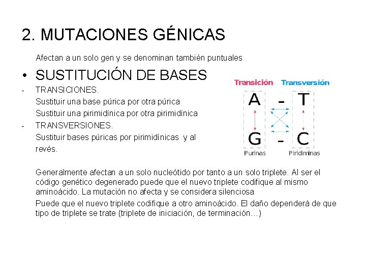 2. MUTACIONES GÉNICAS Afectan a un solo gen y se denominan también puntuales •