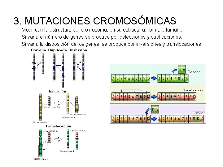 3. MUTACIONES CROMOSÓMICAS Modifican la estructura del cromosoma, en su estructura, forma o tamaño.