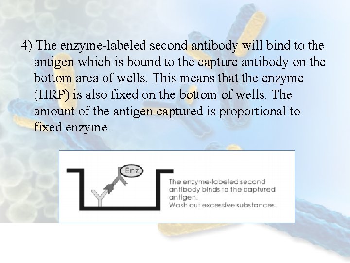 4) The enzyme-labeled second antibody will bind to the antigen which is bound to