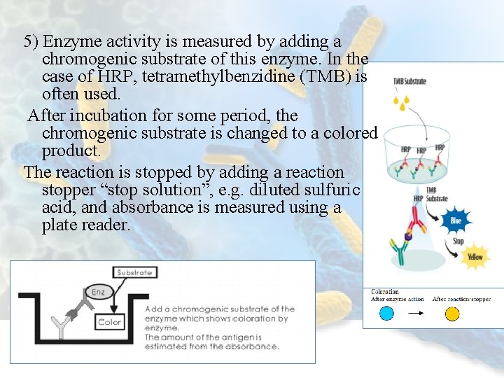 5) Enzyme activity is measured by adding a chromogenic substrate of this enzyme. In