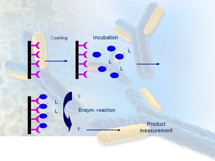 Coating Incubation L L L S Enzym. reaction P Product measurement 