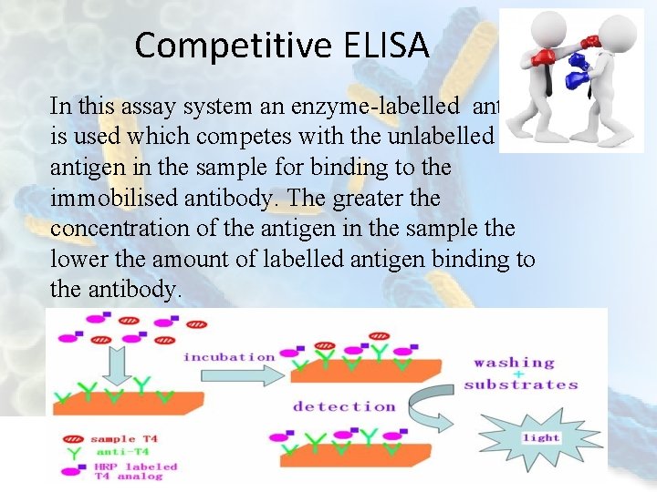 Competitive ELISA In this assay system an enzyme-labelled antigen is used which competes with