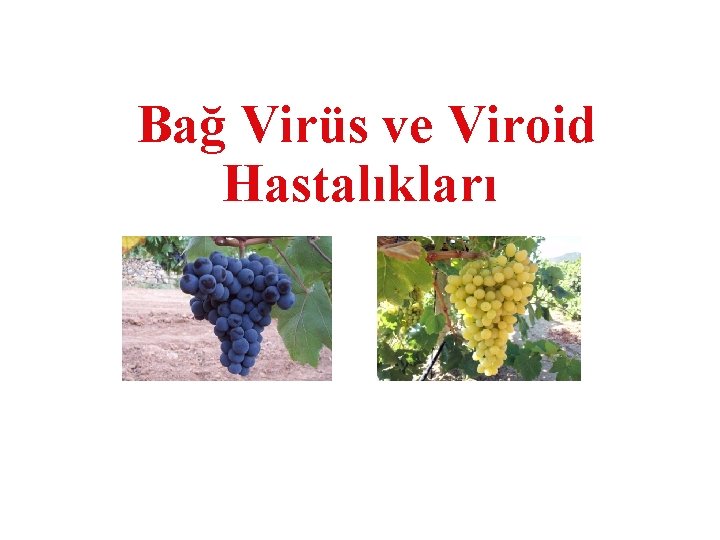 Bağ Virüs ve Viroid Hastalıkları 