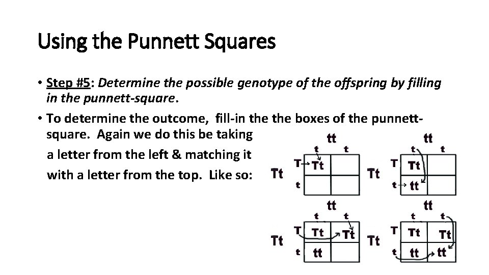 Using the Punnett Squares • Step #5: Determine the possible genotype of the offspring