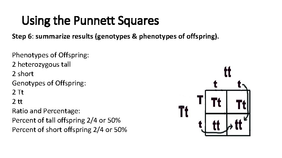 Using the Punnett Squares Step 6: summarize results (genotypes & phenotypes of offspring). Phenotypes