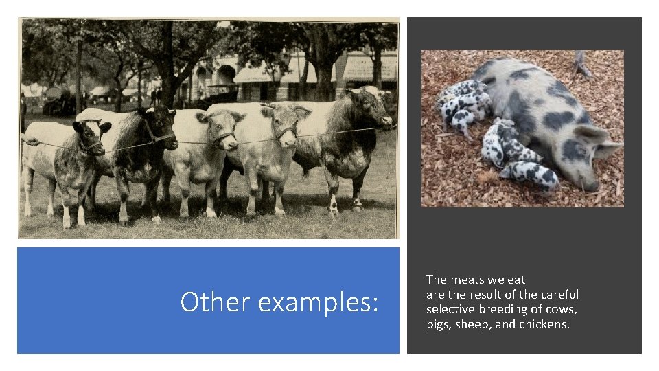 Other examples: The meats we eat are the result of the careful selective breeding