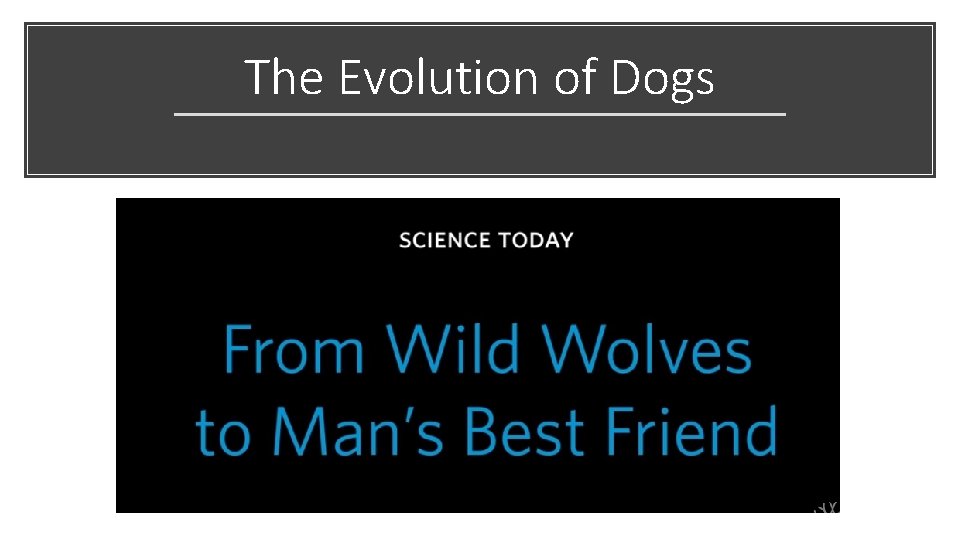 The Evolution of Dogs 