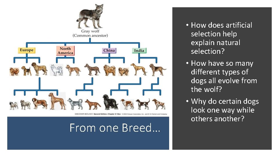 From one Breed… • How does artificial selection help explain natural selection? • How