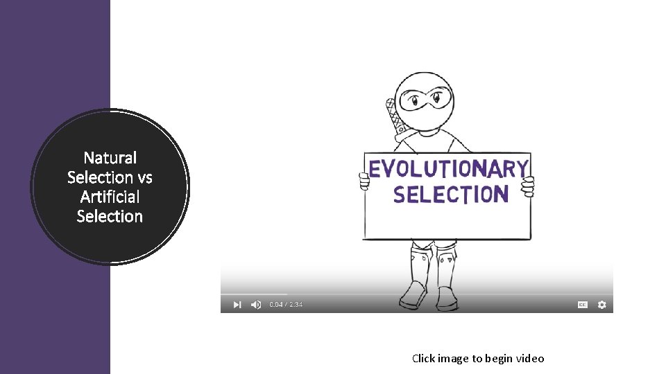 Natural Selection vs Artificial Selection Click image to begin video 