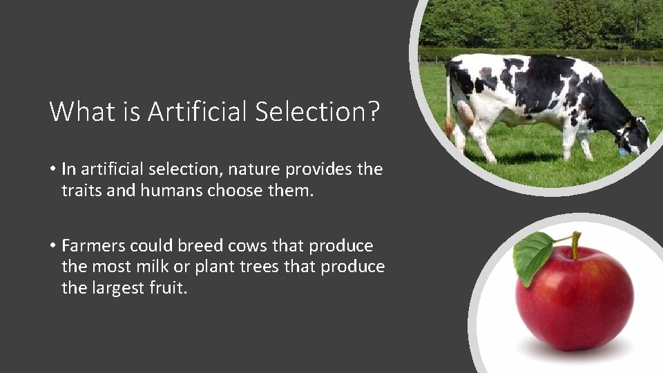 What is Artificial Selection? • In artificial selection, nature provides the traits and humans