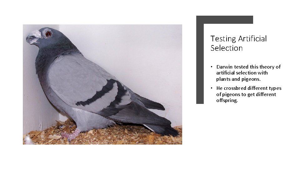 Testing Artificial Selection • Darwin tested this theory of artificial selection with plants and
