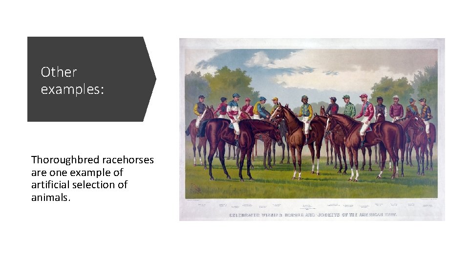 Other examples: Thoroughbred racehorses are one example of artificial selection of animals. 