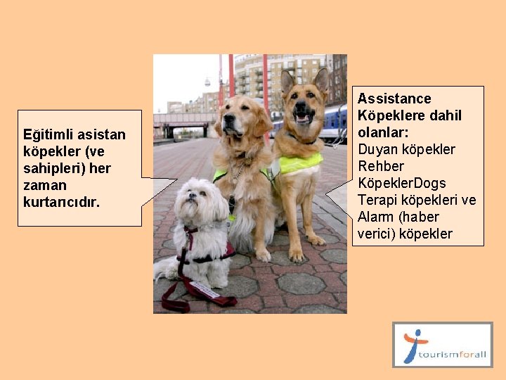 Eğitimli asistan köpekler (ve sahipleri) her zaman kurtarıcıdır. Assistance Köpeklere dahil olanlar: Duyan köpekler