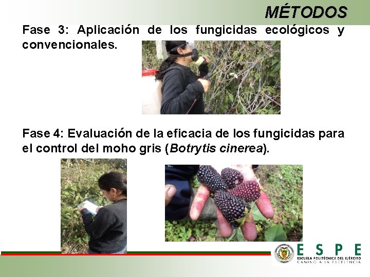 MÉTODOS Fase 3: Aplicación de los fungicidas ecológicos y convencionales. Fase 4: Evaluación de