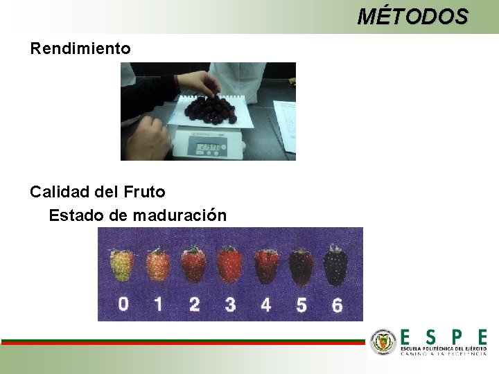 MÉTODOS Rendimiento Calidad del Fruto Estado de maduración 