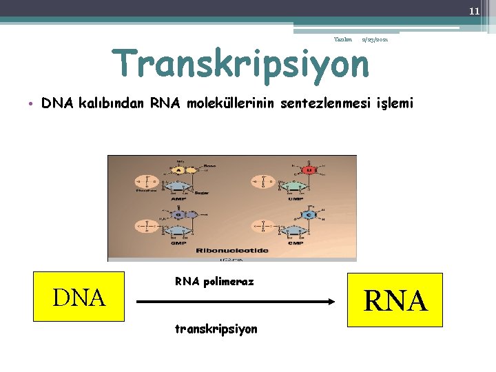 11 Transkripsiyon Yazılım 2/23/2021 • DNA kalıbından RNA moleküllerinin sentezlenmesi işlemi DNA RNA polimeraz