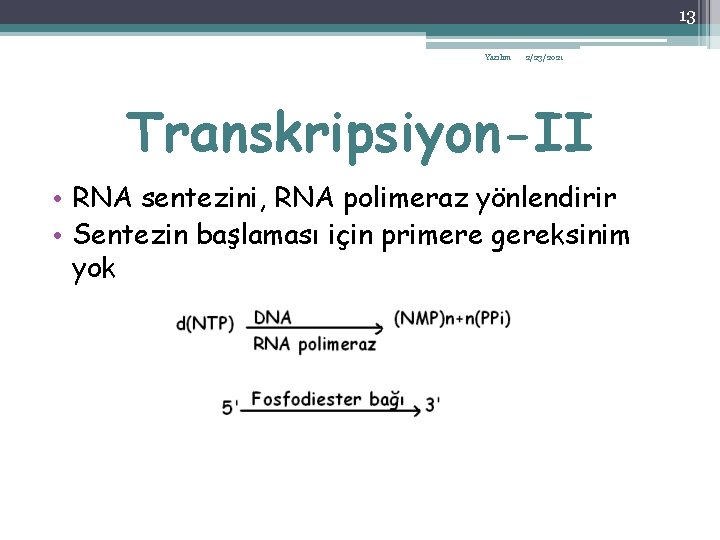 13 Yazılım 2/23/2021 Transkripsiyon-II • RNA sentezini, RNA polimeraz yönlendirir • Sentezin başlaması için