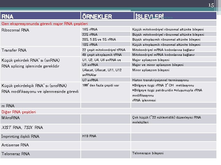 15 RNA ÖRNEKLER Gen ekspresyonunda görevli major RNA çeşitleri 16 S r. RNA Ribozomal